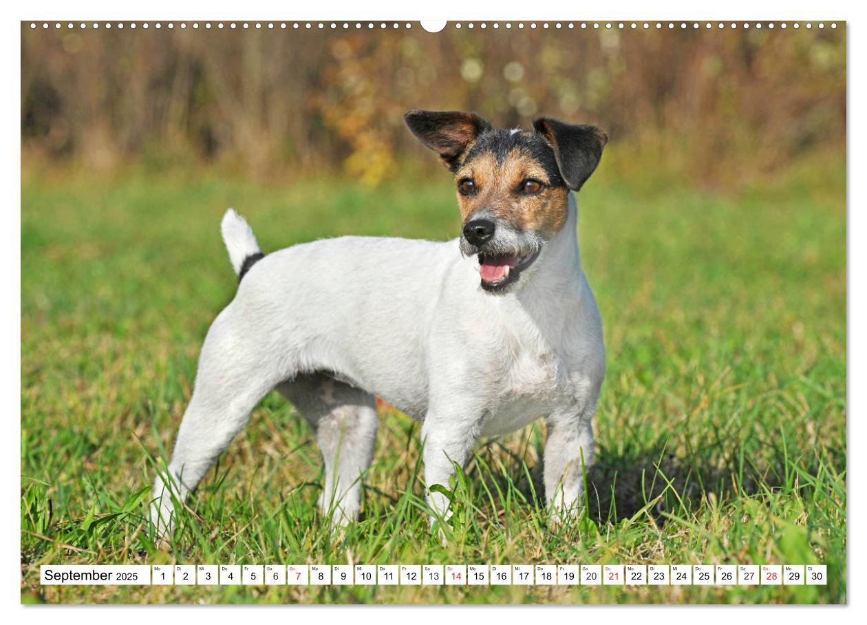 Bild: 9783435250028 | 100000 Volt auf vier Pfoten - Jack und Parson Russell Terrier...