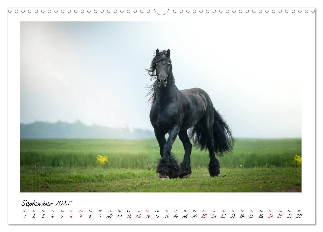 Bild: 9783435235889 | Friesen - stolze Giganten (Wandkalender 2025 DIN A3 quer), CALVENDO...