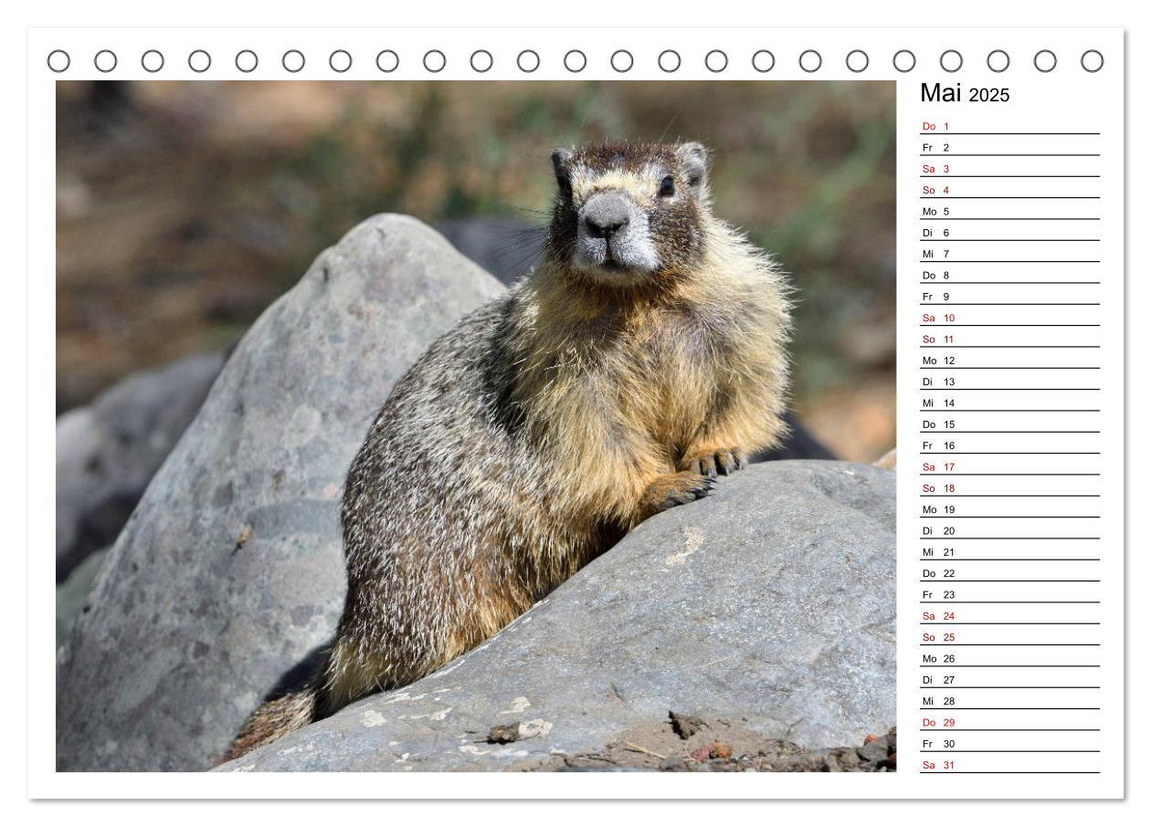 Bild: 9783435396306 | Murmeltiere in Nordamerika (Tischkalender 2025 DIN A5 quer),...