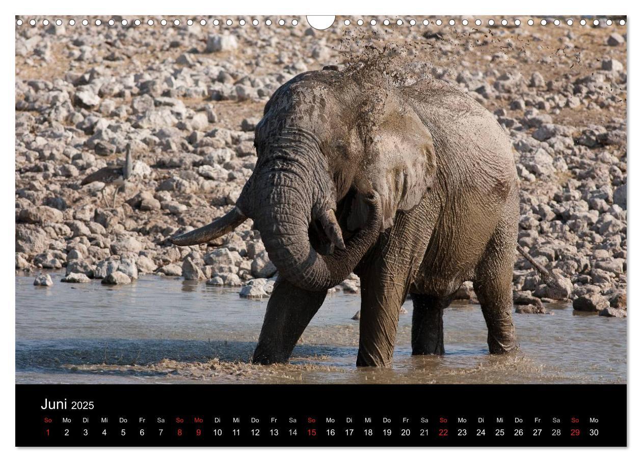 Bild: 9783435837793 | Wildlife Namibia (Wandkalender 2025 DIN A3 quer), CALVENDO...