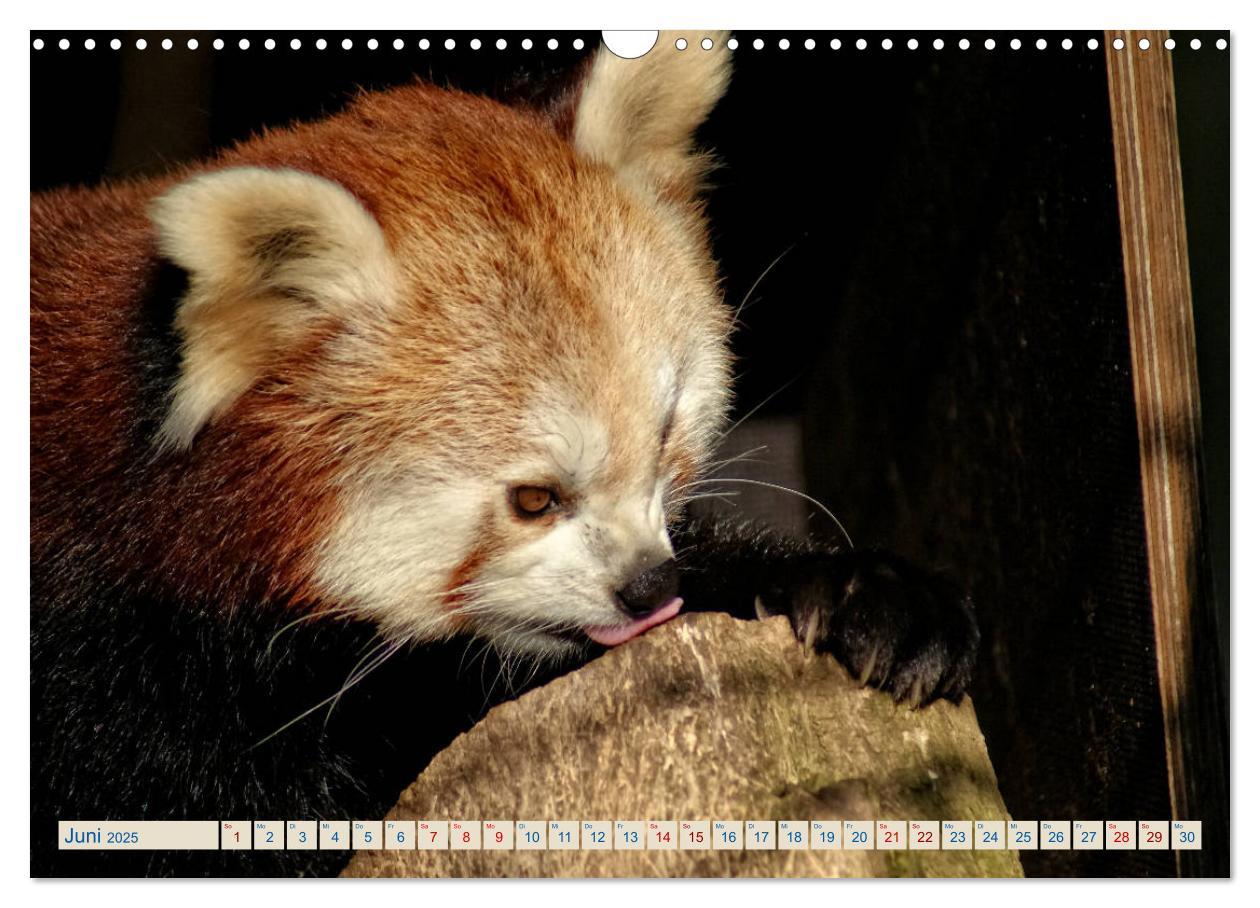 Bild: 9783435357192 | Kleiner Panda auf Entdeckungstour (Wandkalender 2025 DIN A3 quer),...