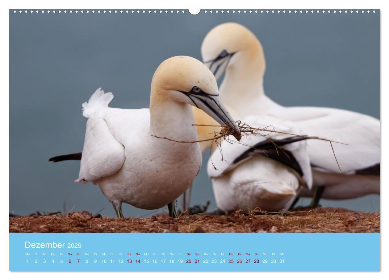 Bild: 9783457207581 | Basstölpel auf Helgoland - von Ostfriesenfotografie (Wandkalender...