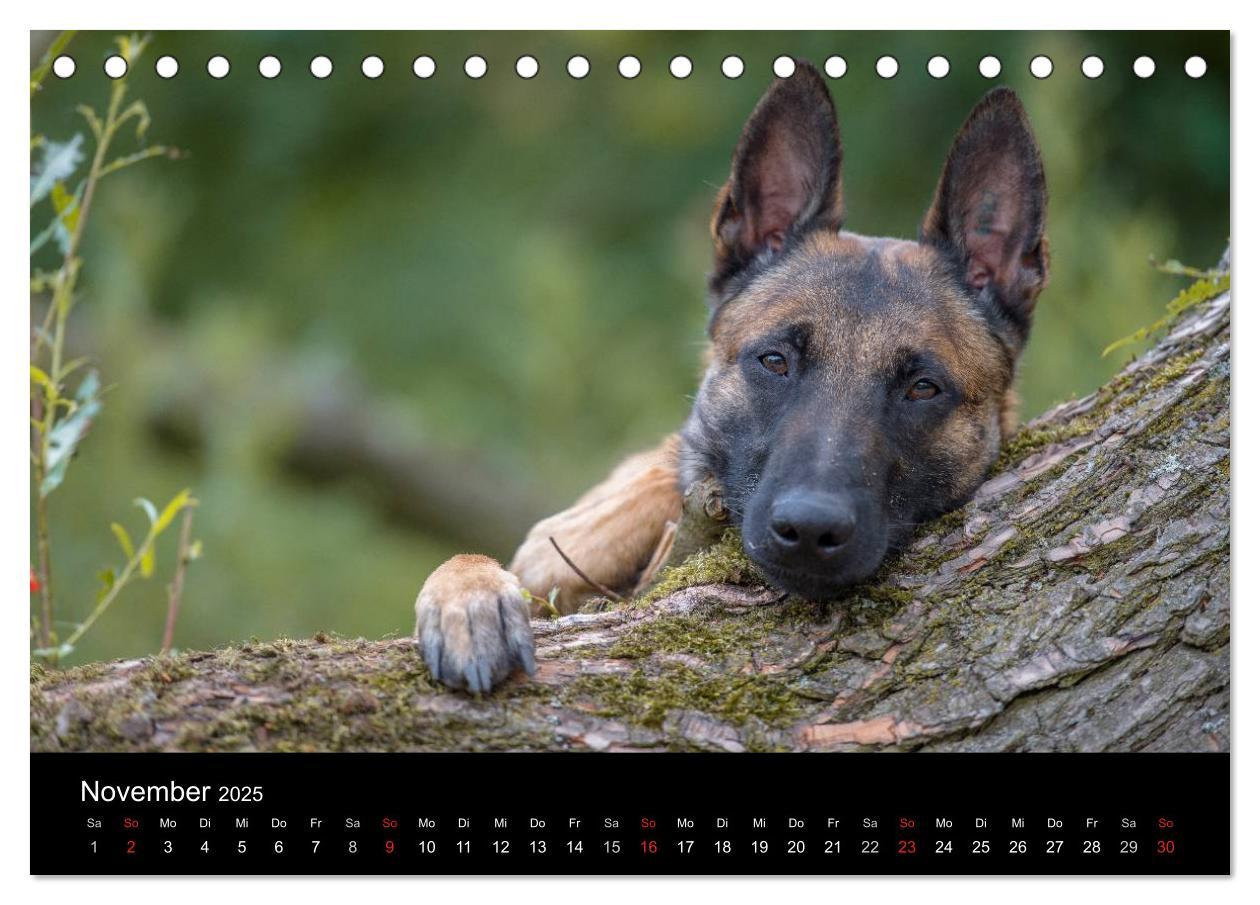 Bild: 9783435642267 | Belgischer Schäferhund - Der Malinois (Tischkalender 2025 DIN A5...