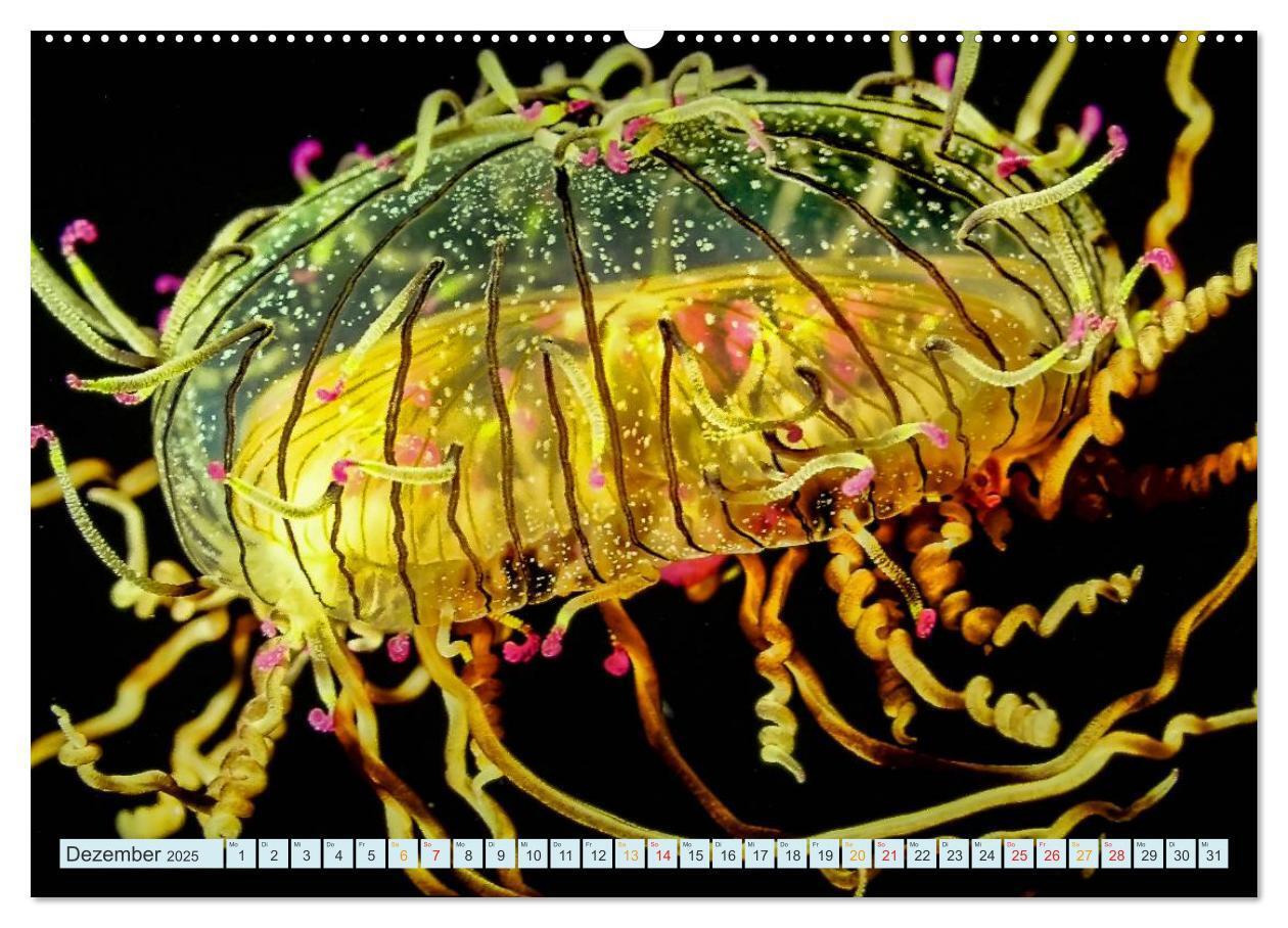 Bild: 9783435584482 | Quallen - einzigartige Wesen (Wandkalender 2025 DIN A2 quer),...