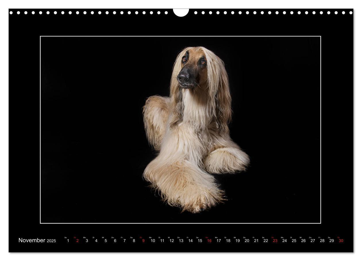 Bild: 9783435177226 | Windhunde - Schnelle Schönheiten (Wandkalender 2025 DIN A3 quer),...