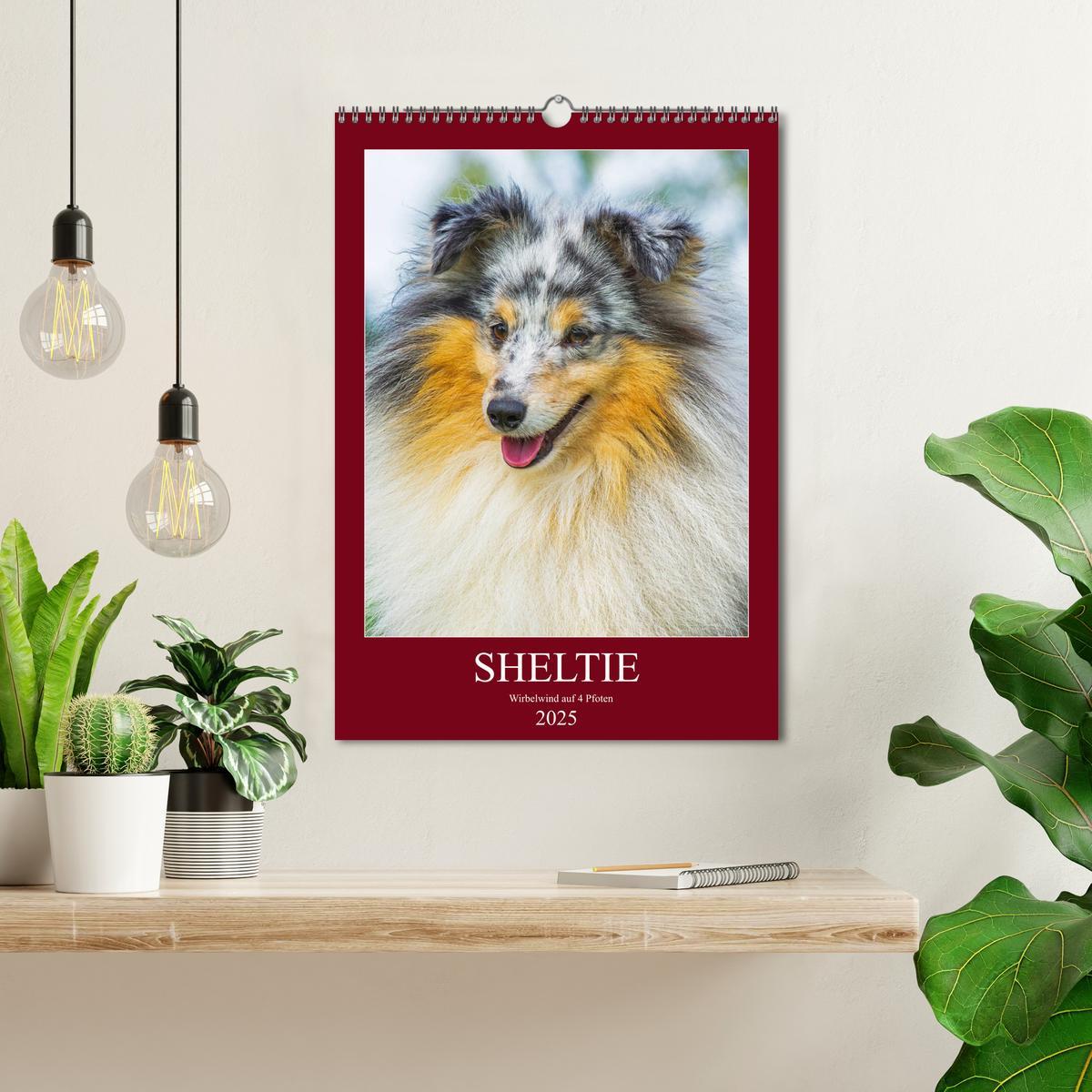 Bild: 9783435960101 | Sheltie - Wirbelwind auf 4 Pfoten (Wandkalender 2025 DIN A3 hoch),...