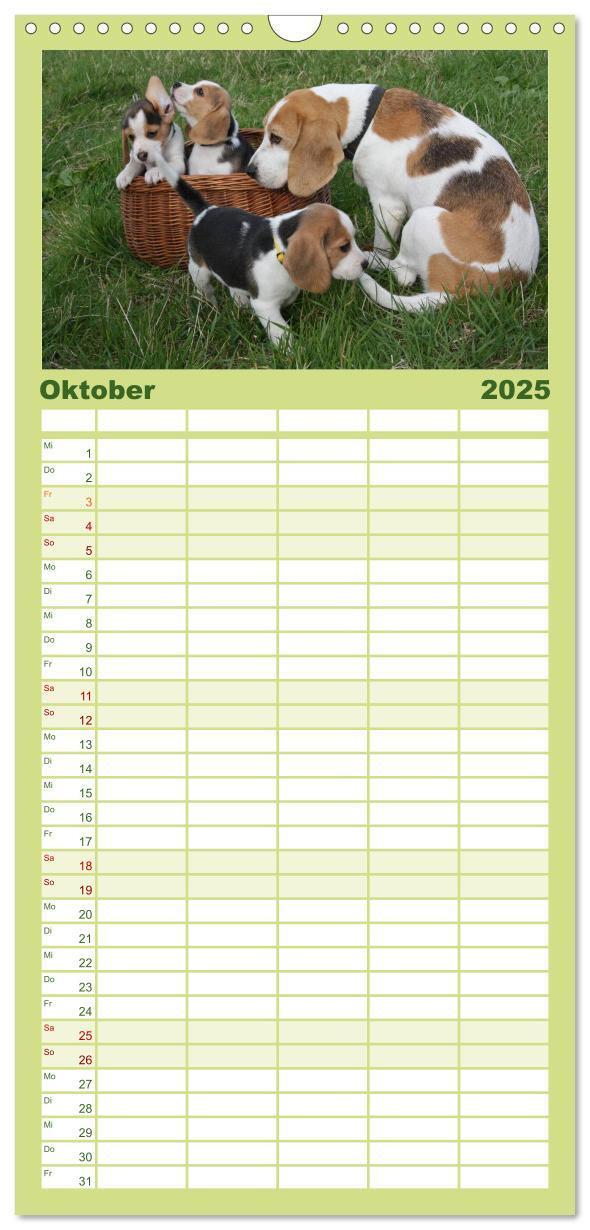 Bild: 9783457124727 | Familienplaner 2025 - Beagle mit 5 Spalten (Wandkalender, 21 x 45...