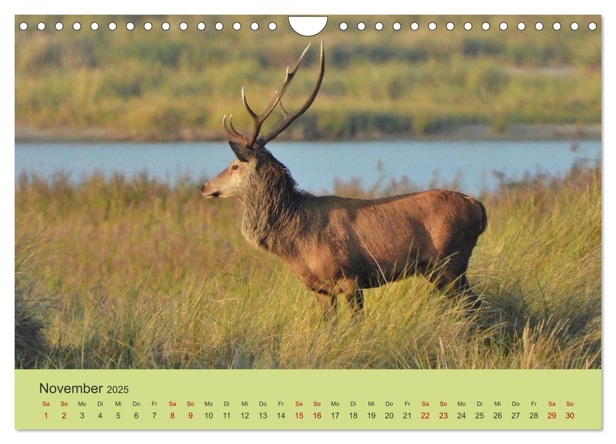 Bild: 9783435392131 | Küsten Hirsche - Rotwild auf dem Darß (Wandkalender 2025 DIN A4...