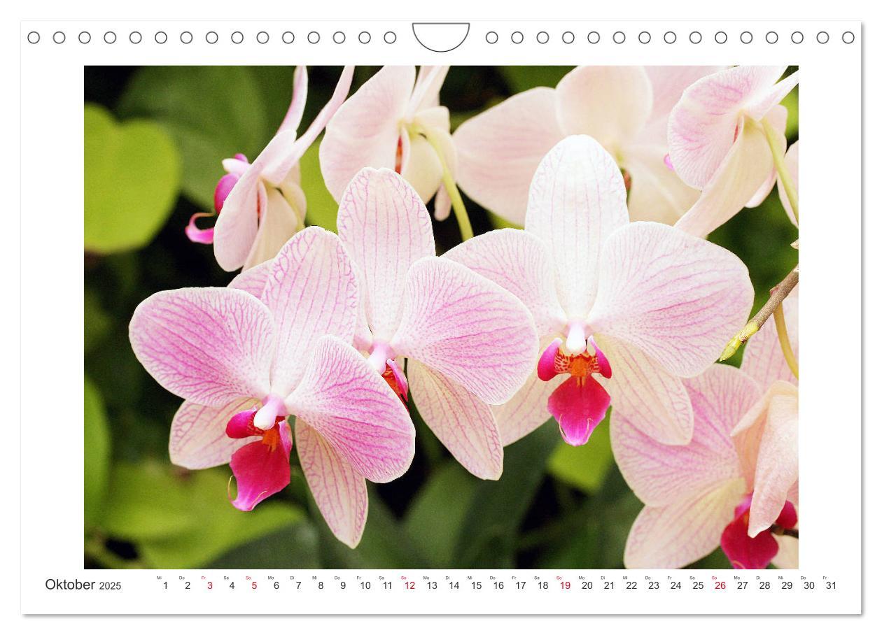 Bild: 9783435289455 | Orchideen Feuerwerk der Farben (Wandkalender 2025 DIN A4 quer),...