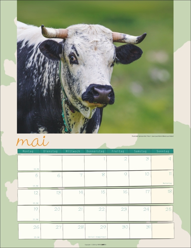 Bild: 9783839900734 | Kuh Kalender 2025 | Marie-Luce Hubert (u. a.) | Kalender | 14 S.