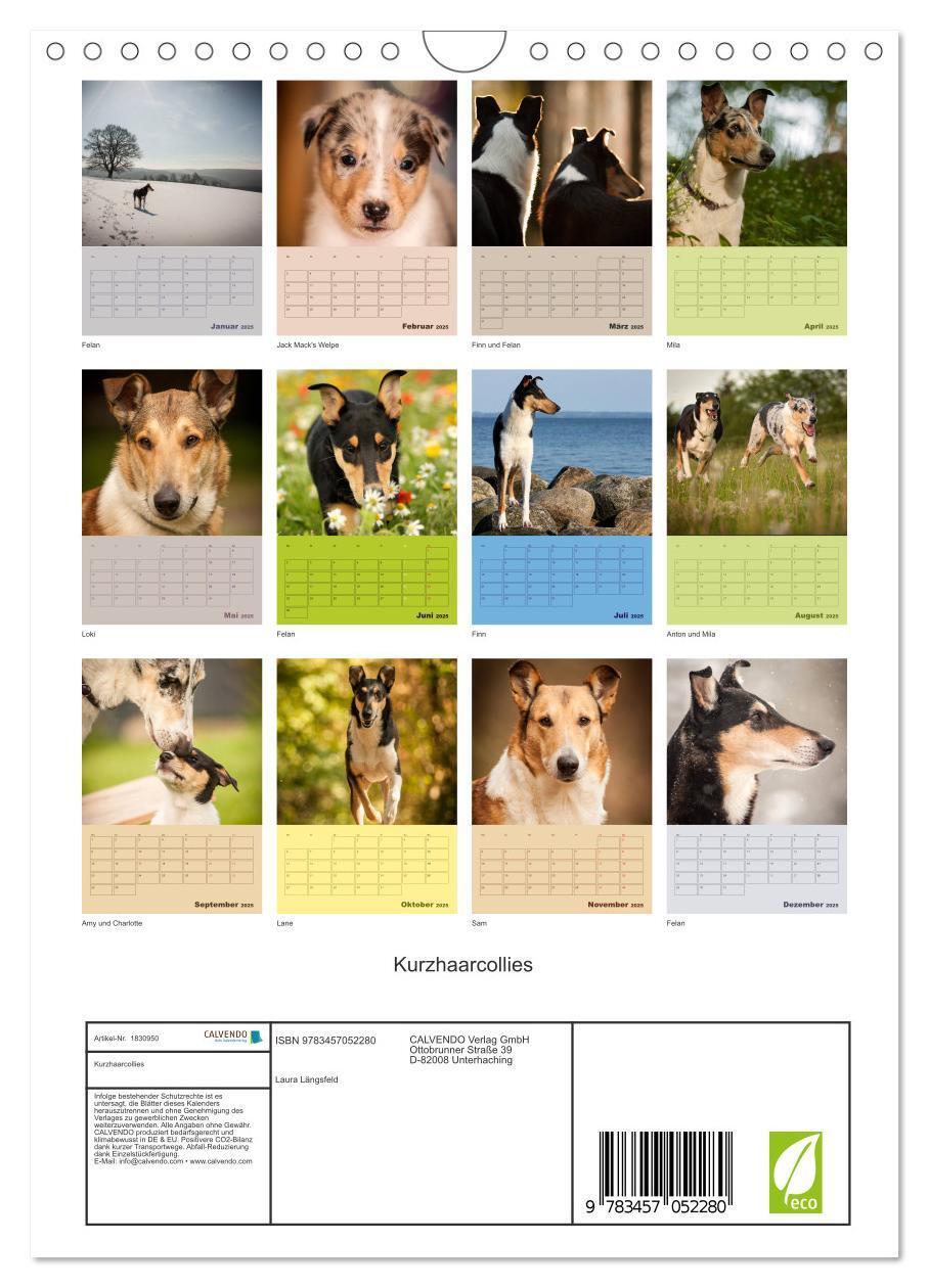 Bild: 9783457052280 | Kurzhaarcollies (Wandkalender 2025 DIN A4 hoch), CALVENDO...