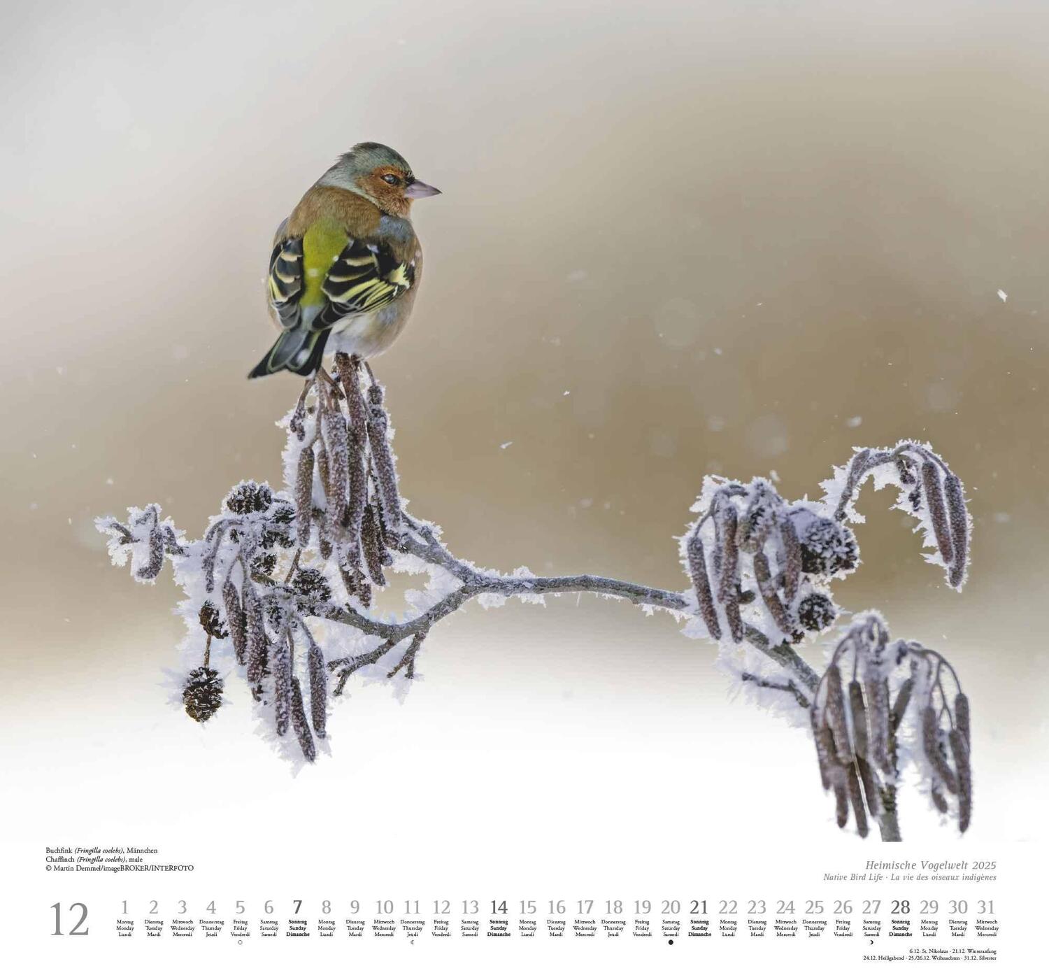 Bild: 4250809653525 | Heimische Vogelwelt 2025 - DUMONT Wandkalender - mit den...