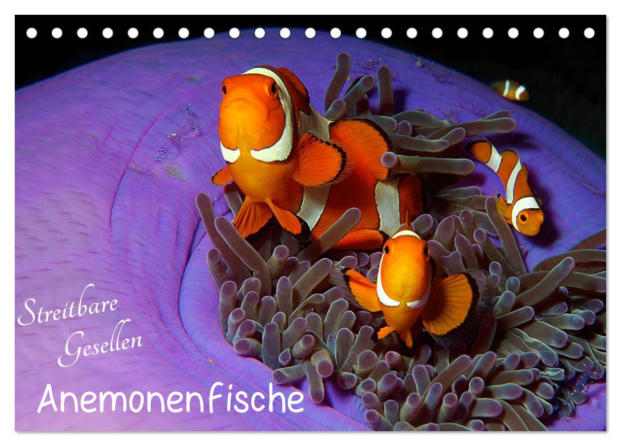 Cover: 9783435351169 | Anemonenfische - Streitbare Gesellen (Tischkalender 2025 DIN A5...