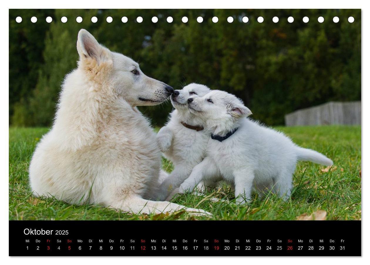 Bild: 9783435758326 | Weißer Schweizer Schäferhund - Ein Tag im Leben einer Hundefamilie...