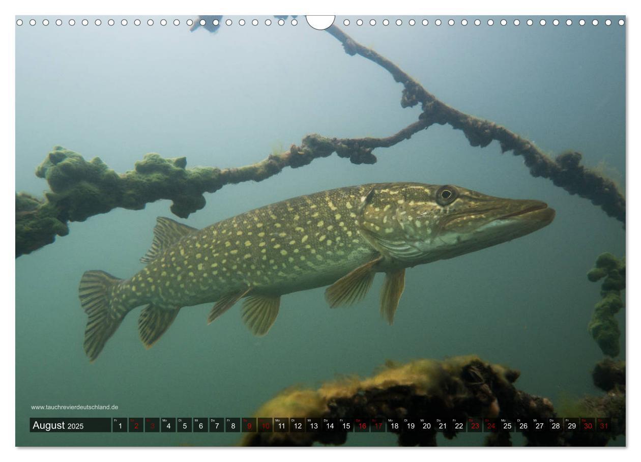 Bild: 9783435425600 | Tauchrevier Deutschland - Der Hecht (Esox lucius) (Wandkalender...