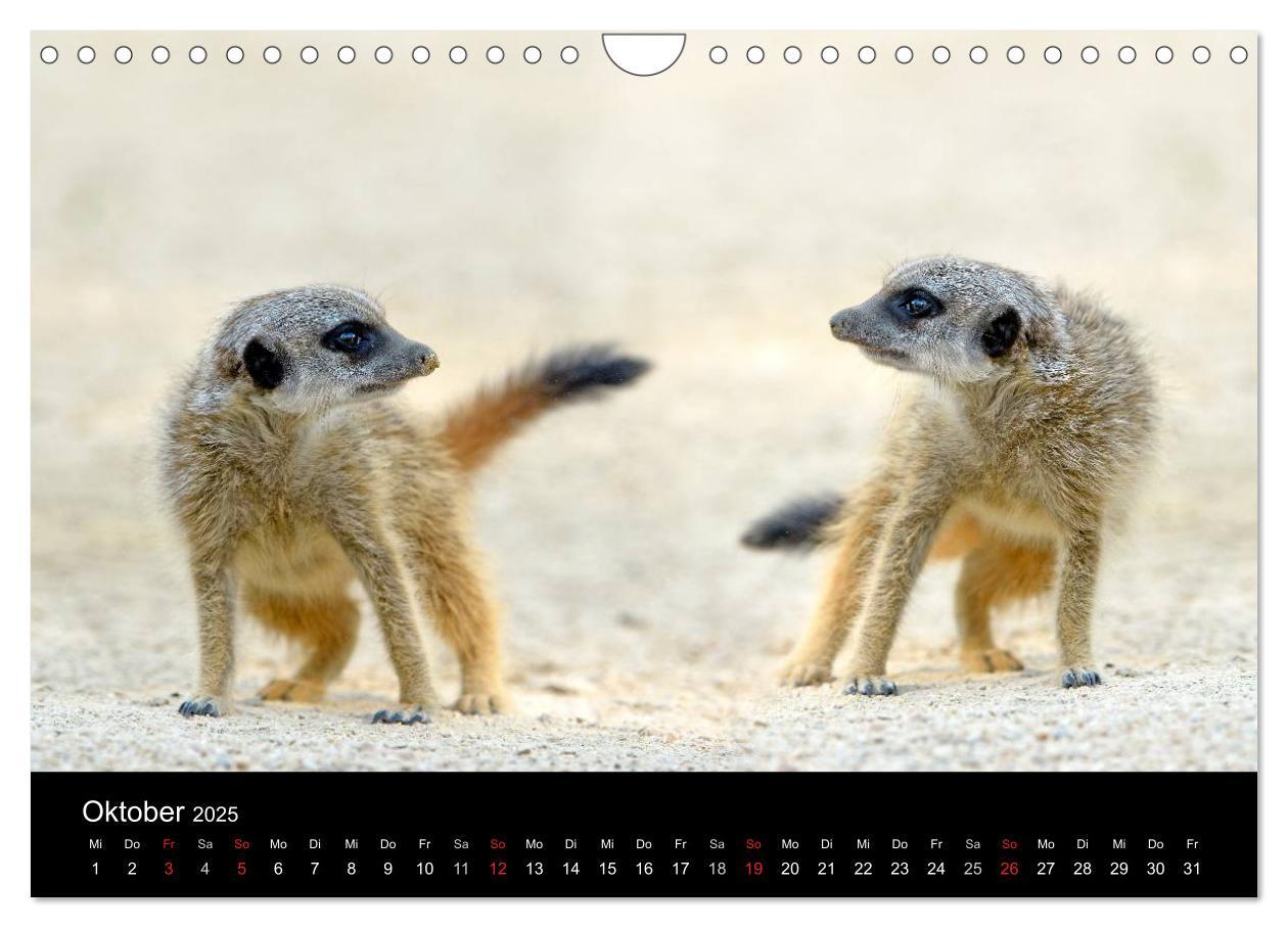 Bild: 9783435782451 | Lustige Erdmännchen (Wandkalender 2025 DIN A4 quer), CALVENDO...