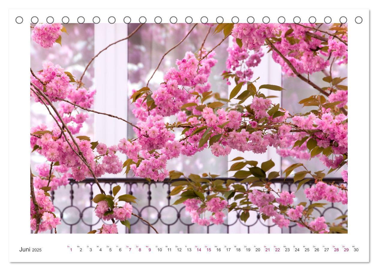 Bild: 9783457127889 | Japanische Kirschblüte in Bonn (Tischkalender 2025 DIN A5 quer),...