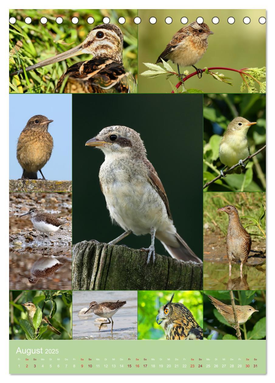 Bild: 9783435854387 | Alles für die Vögel (Tischkalender 2025 DIN A5 hoch), CALVENDO...