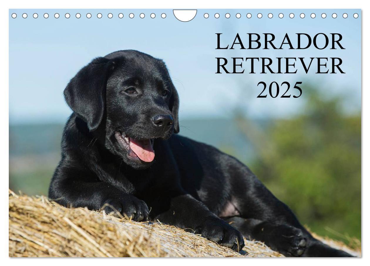 Cover: 9783435761692 | Labrador Retriever 2025 (Wandkalender 2025 DIN A4 quer), CALVENDO...