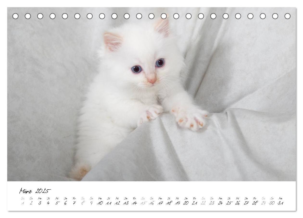 Bild: 9783435755318 | Ragdoll Kitten (Tischkalender 2025 DIN A5 quer), CALVENDO...