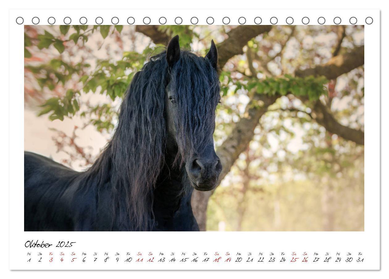 Bild: 9783435234899 | Friesen - stolze Giganten (Tischkalender 2025 DIN A5 quer),...