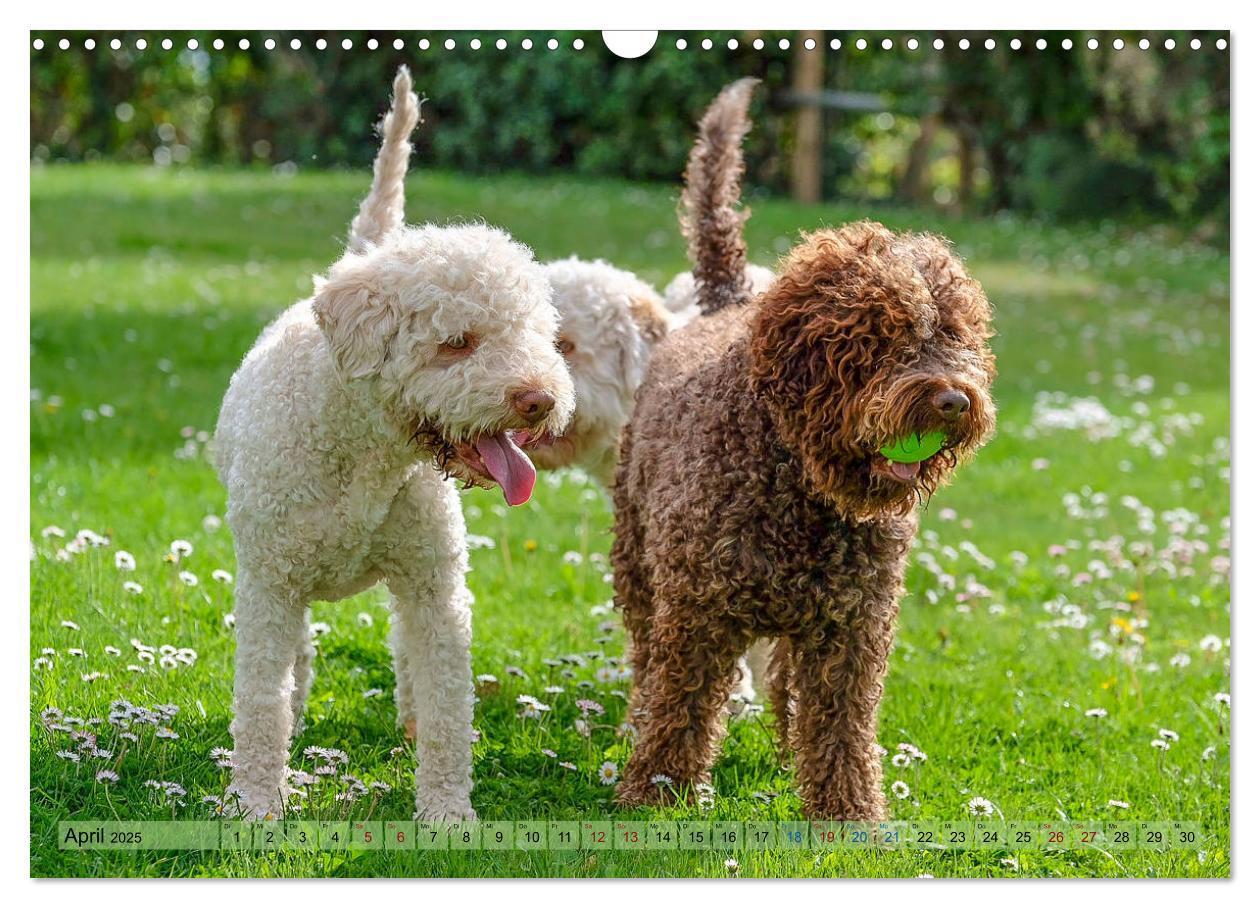 Bild: 9783435295630 | Lagotto Romagnolo in den Alpen 2025 (Wandkalender 2025 DIN A3...