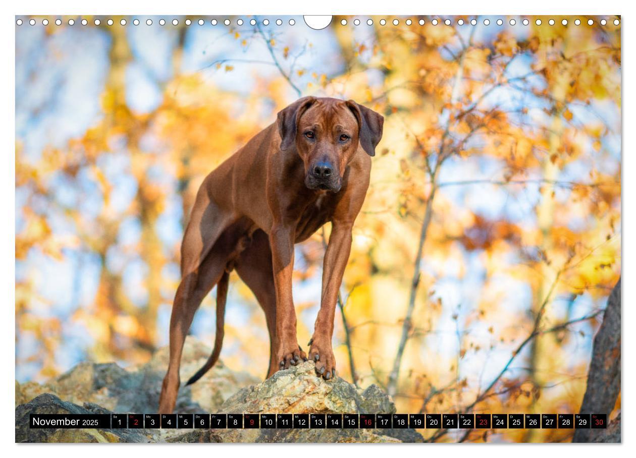 Bild: 9783435268320 | Ridgeback King (Wandkalender 2025 DIN A3 quer), CALVENDO...