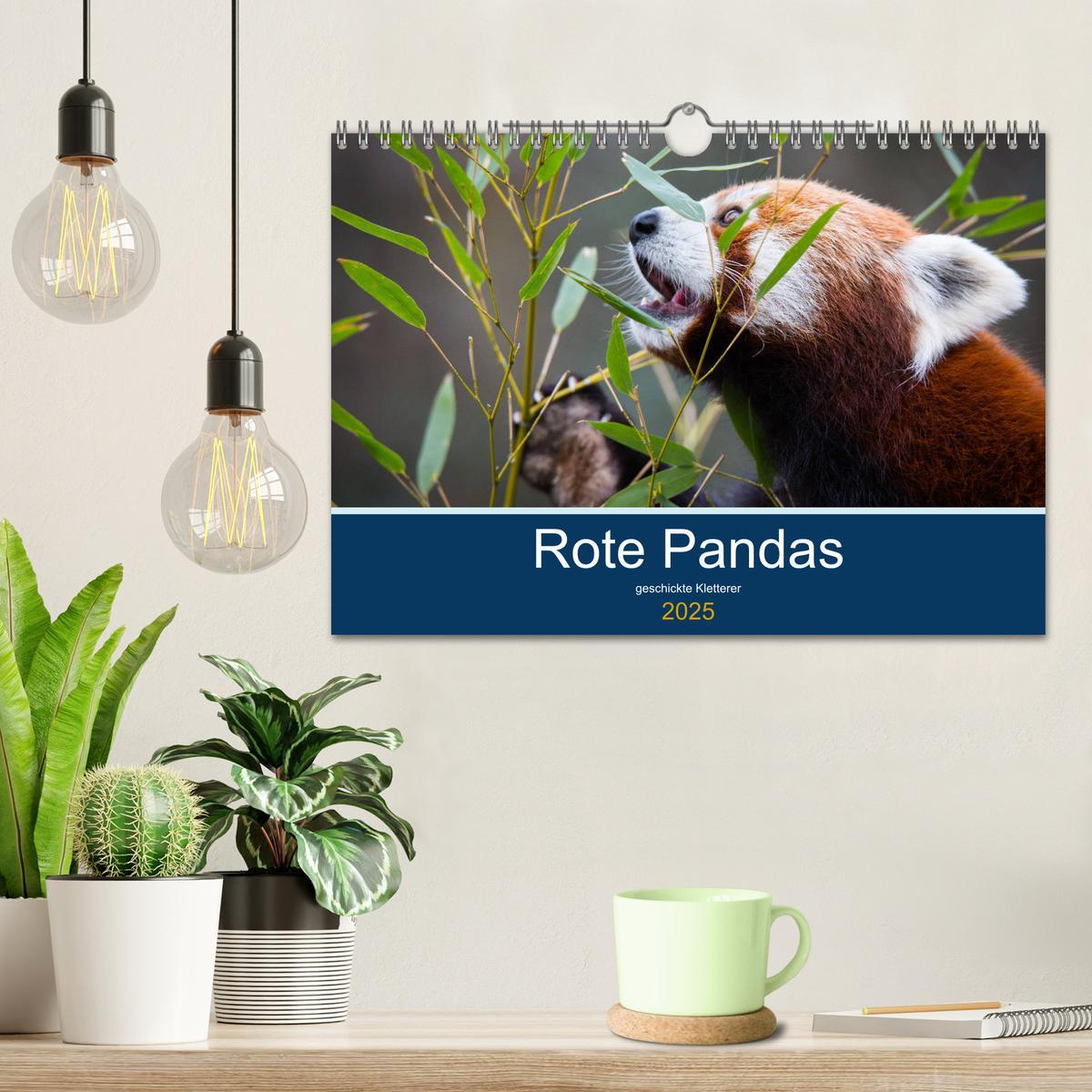 Bild: 9783435330706 | Rote Pandas - geschickte Kletterer (Wandkalender 2025 DIN A4 quer),...