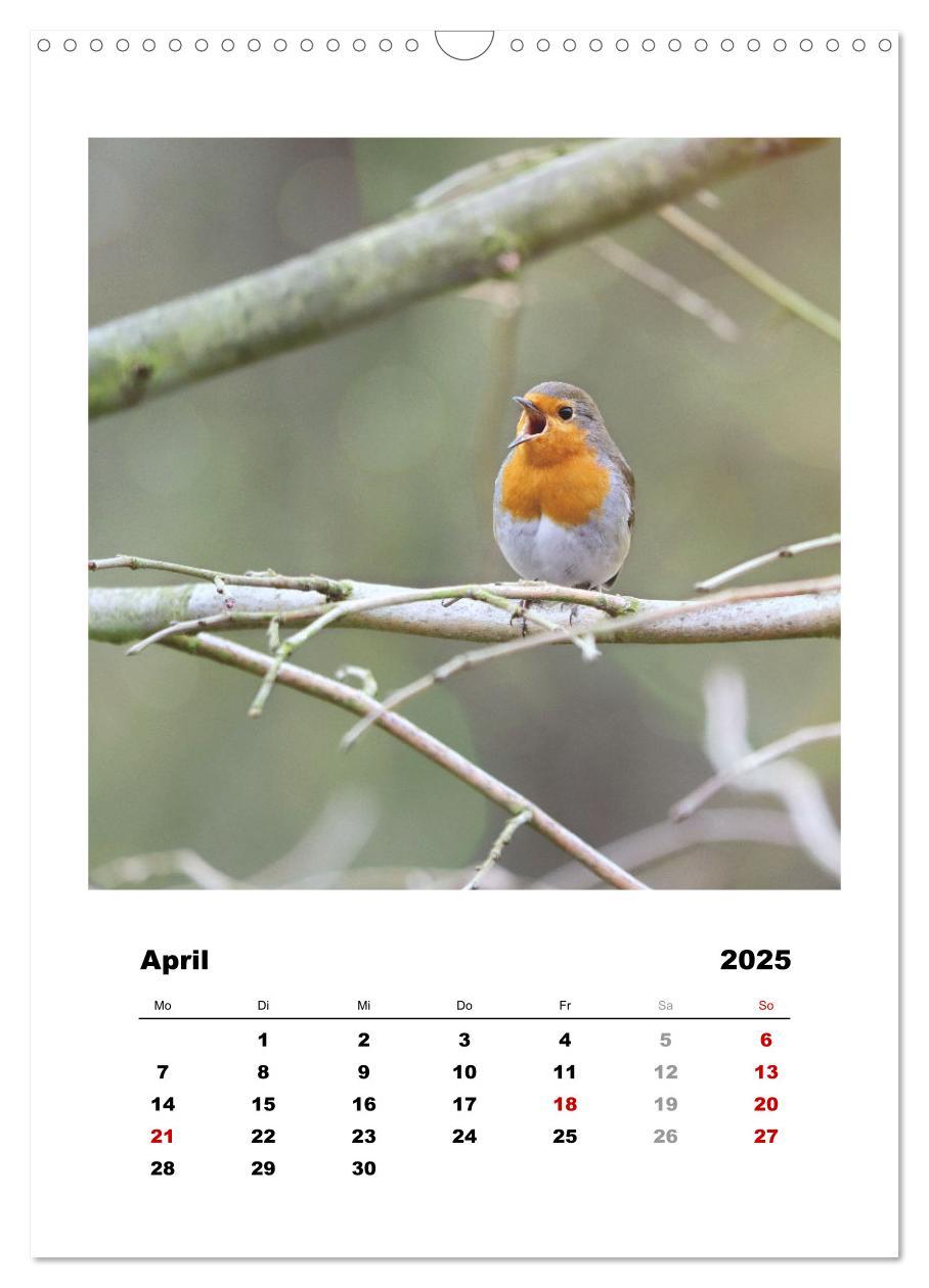 Bild: 9783435929627 | Rotkehlchen, süße kleine Knutschkugeln (Wandkalender 2025 DIN A3...