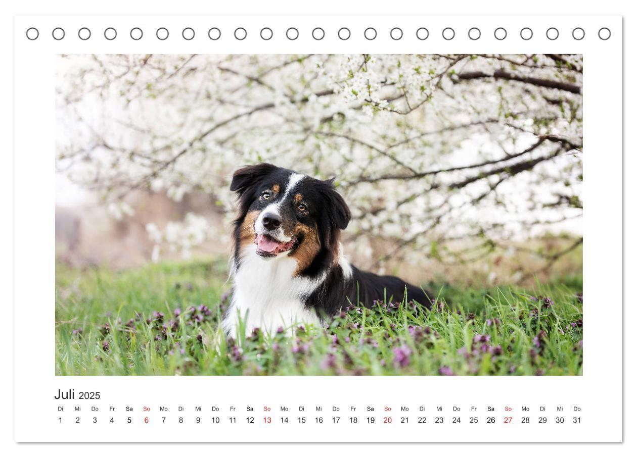 Bild: 9783435179954 | Herzensaussies - Australian Shepherd (Tischkalender 2025 DIN A5...