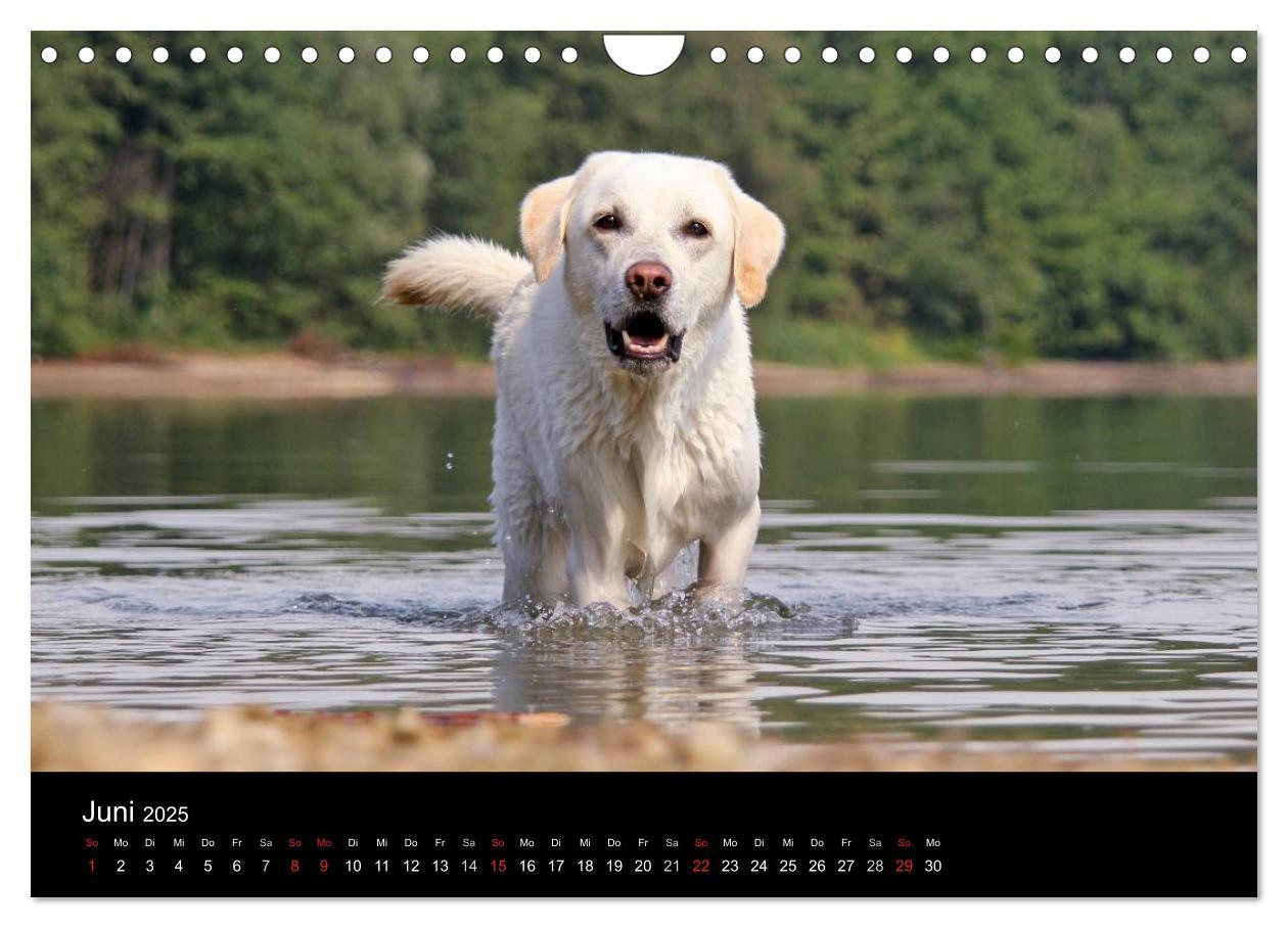 Bild: 9783435757114 | Labrador Retriever 2025 (Wandkalender 2025 DIN A4 quer), CALVENDO...