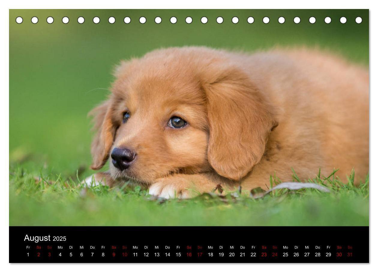 Bild: 9783435383771 | Toller - Nova Scotia Duck Tolling Retriever (Tischkalender 2025 DIN...