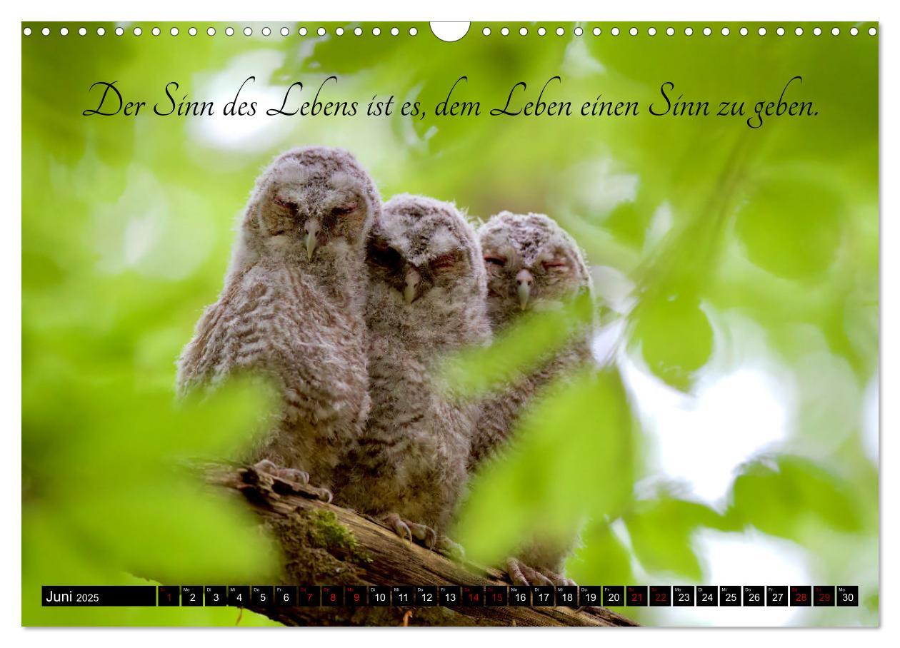 Bild: 9783383834356 | der Waldkauz - Strix Aluco (Wandkalender 2025 DIN A3 quer),...