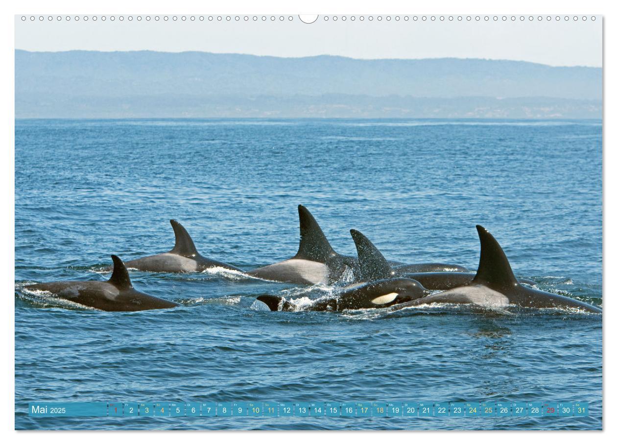 Bild: 9783383865626 | Orcas: Schwarz-weiße Giganten (Wandkalender 2025 DIN A2 quer),...