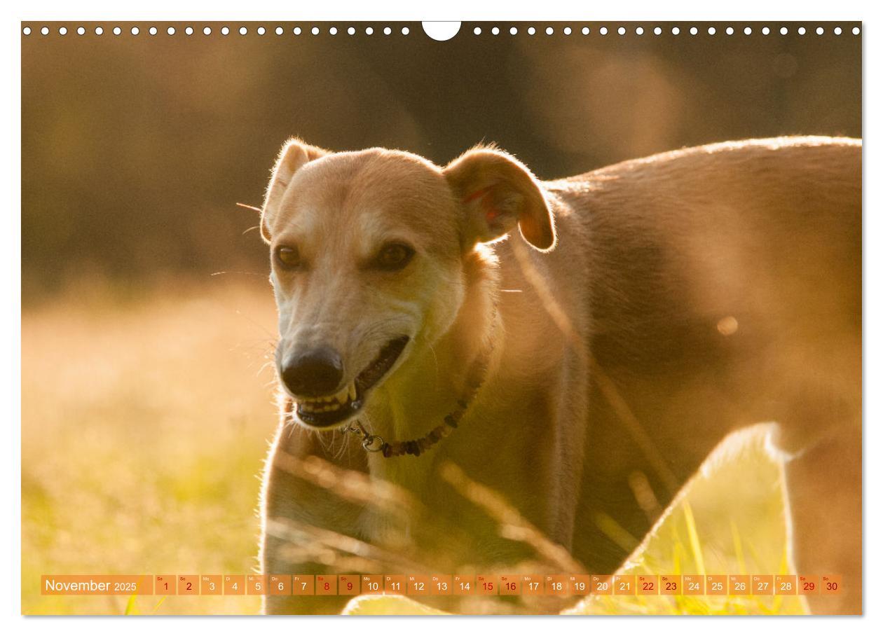 Bild: 9783435025718 | Witziger Windhund - Portugiesischer Galgo (Wandkalender 2025 DIN A3...