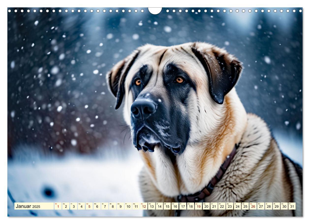 Bild: 9783457130704 | Kangal - der starke Herdenschutzhund (Wandkalender 2025 DIN A3...