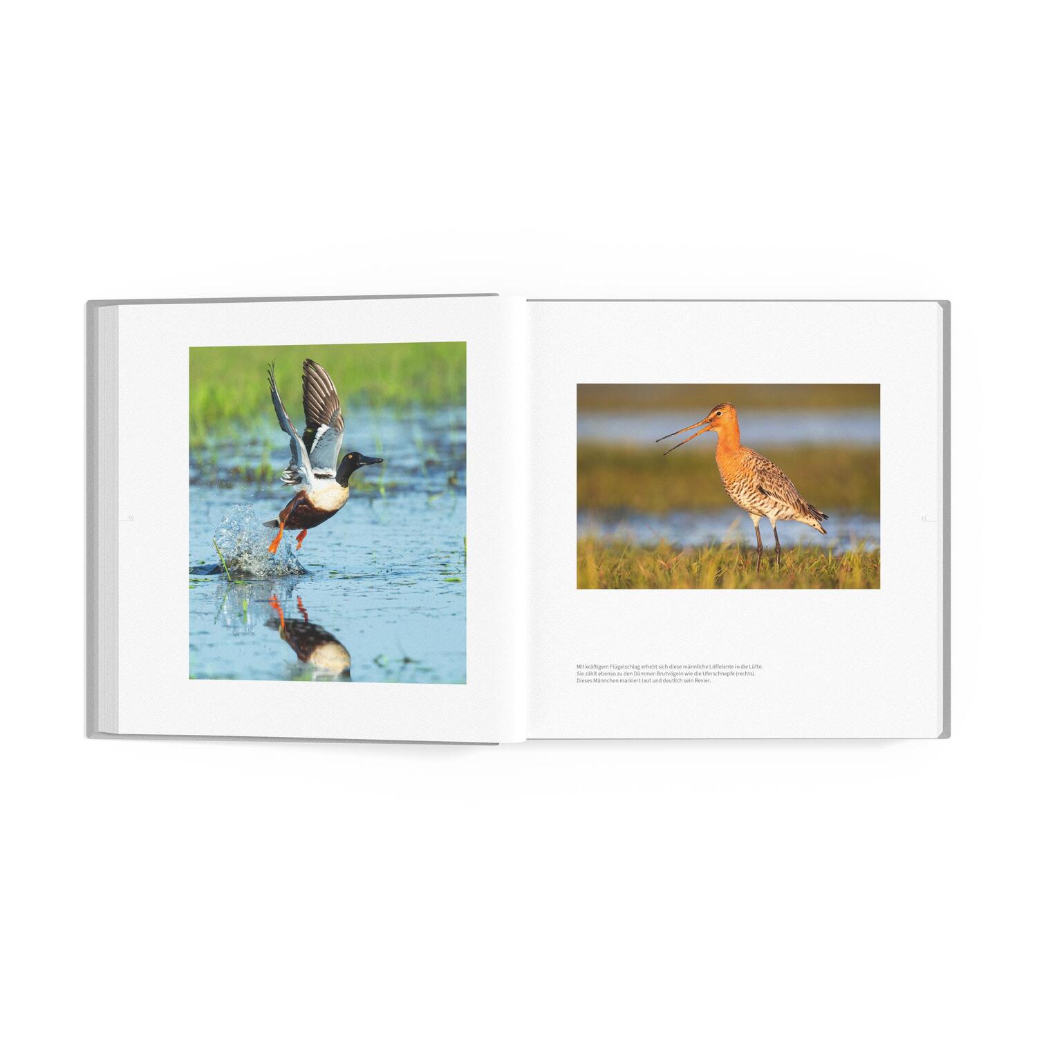 Bild: 9783965460065 | DÜMMER | Naturschutzparadies und Sehnsuchtsort | Andreas Kathe | Buch