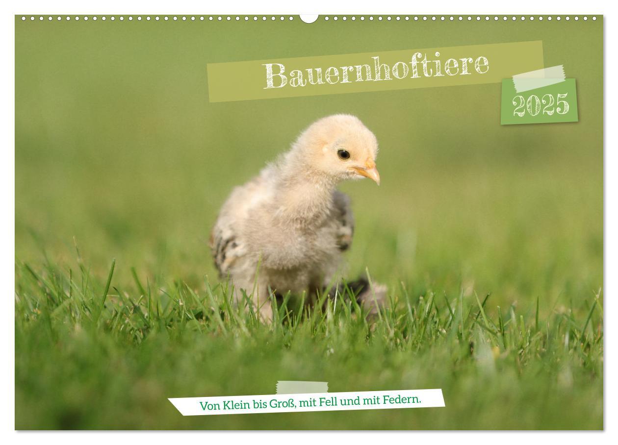 Cover: 9783435020034 | Bauernhoftiere - Von Klein bis Groß, mit Fell und mit Federn....