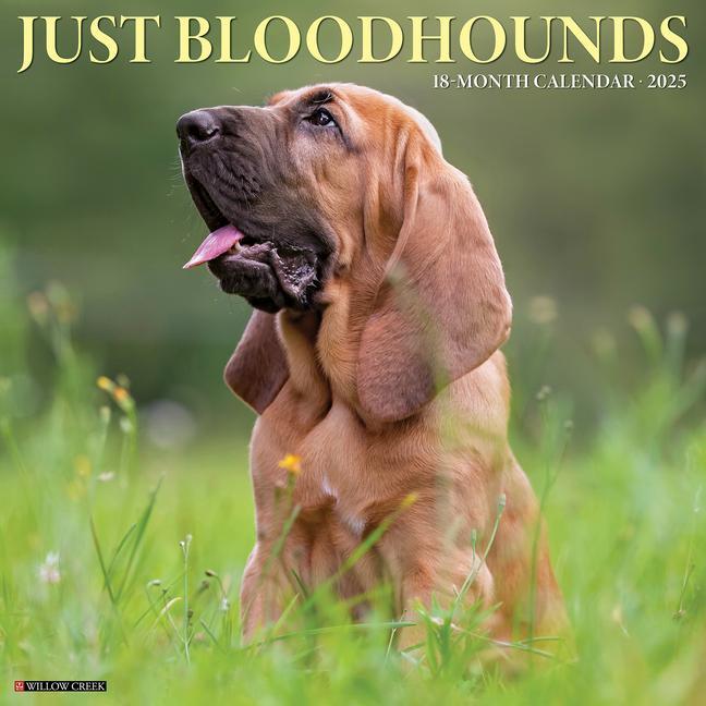 Cover: 9781549241871 | Just Bloodhounds 2025 12 X 12 Wall Calendar | Willow Creek Press