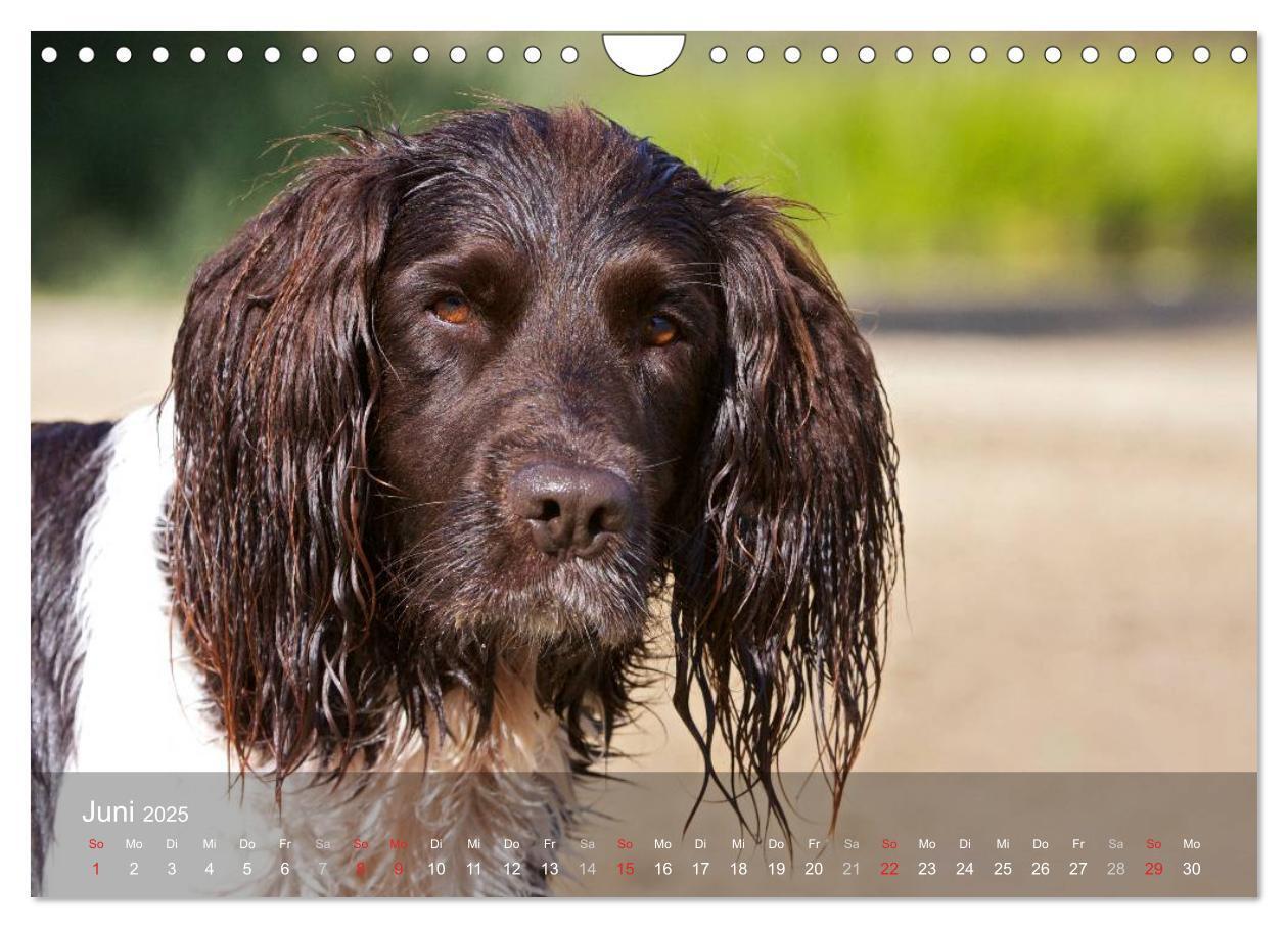 Bild: 9783435633081 | Kleiner Münsterländer Vorstehhund (Wandkalender 2025 DIN A4 quer),...