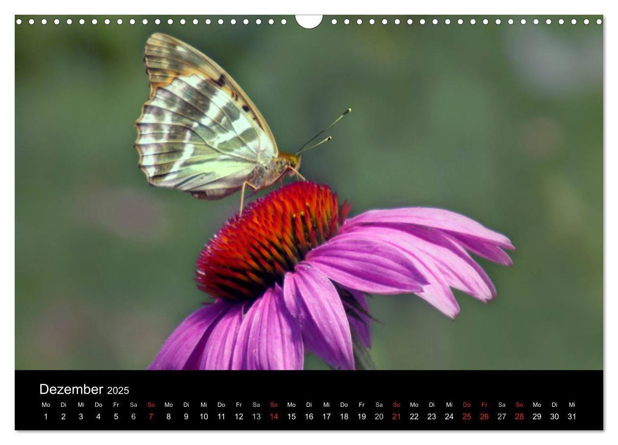 Bild: 9783435728855 | Heimische Schmetterlinge (Wandkalender 2025 DIN A3 quer), CALVENDO...