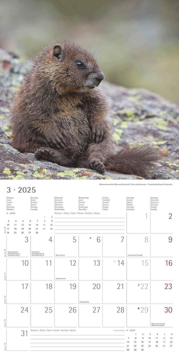 Bild: 4251732340773 | Tierbabys 2025 - Broschürenkalender 30x30 cm (30x60 geöffnet) -...