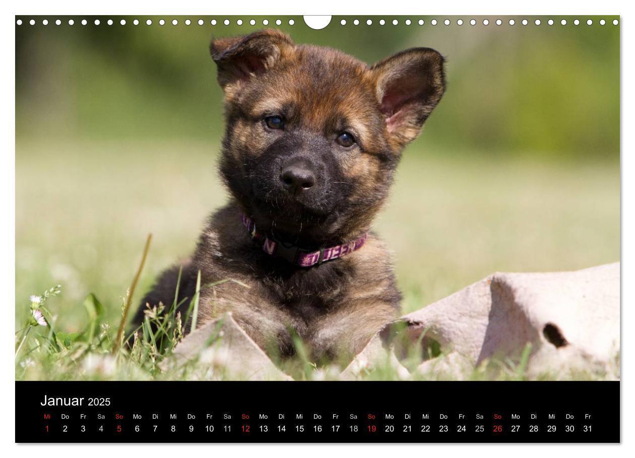 Bild: 9783435834013 | Hundewelpen (Wandkalender 2025 DIN A3 quer), CALVENDO Monatskalender