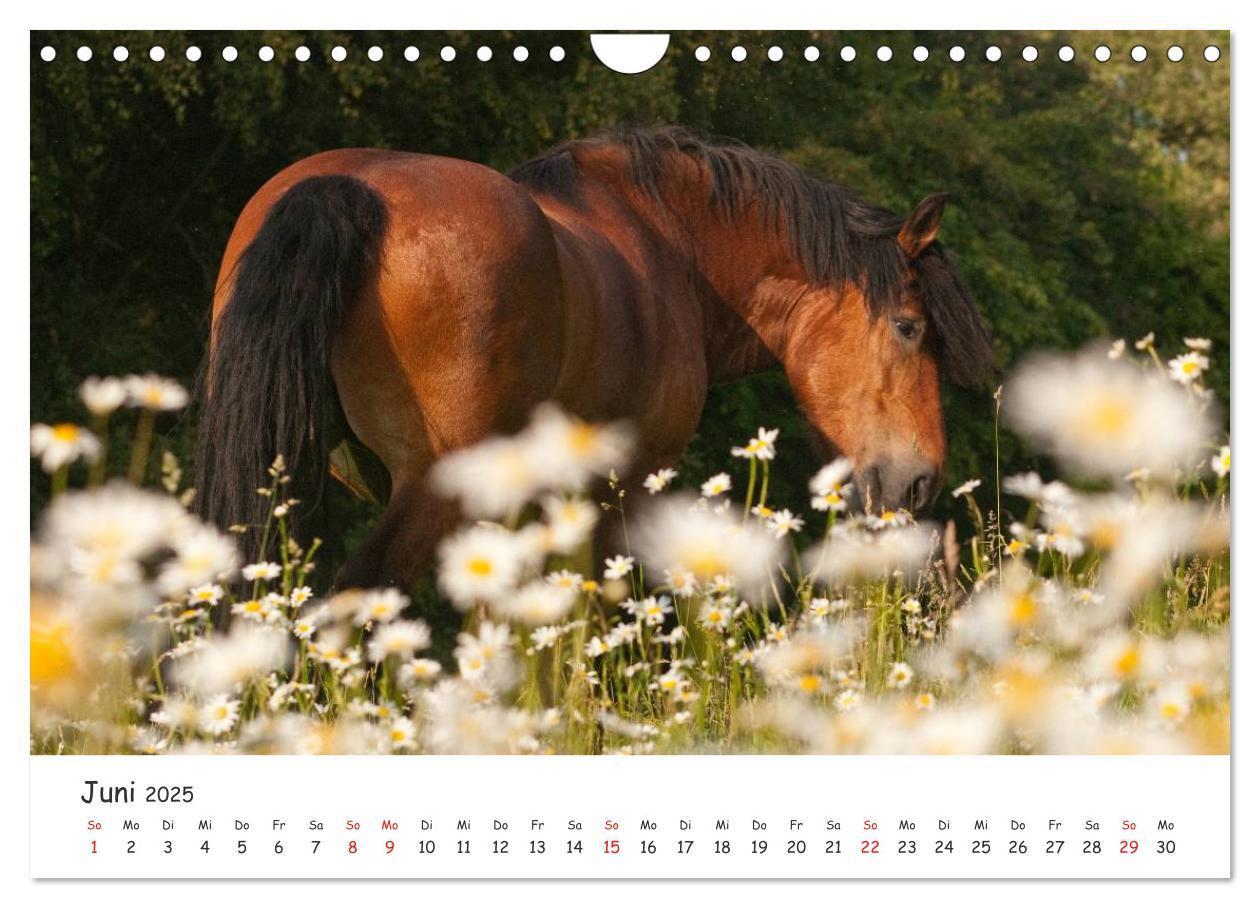 Bild: 9783435512775 | Kaltblut - schwere Pferde mit Herz (Wandkalender 2025 DIN A4 quer),...