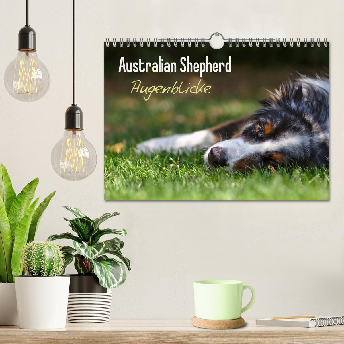 Bild: 9783435582686 | Australian Shepherd - Augenblicke (Wandkalender 2025 DIN A4 quer),...