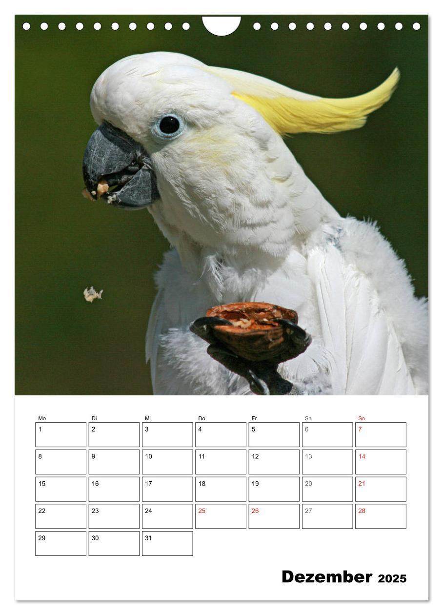 Bild: 9783435985418 | Papageien - Graupapagei, Rosella und Co. (Wandkalender 2025 DIN A4...