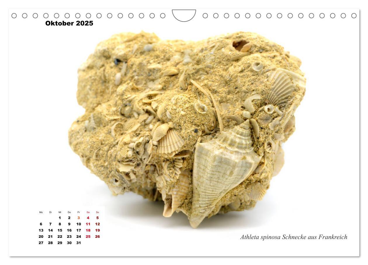 Bild: 9783435254590 | Fossilien - Ammoniten, Trilobiten, Erdgeschichte (Wandkalender 2025...