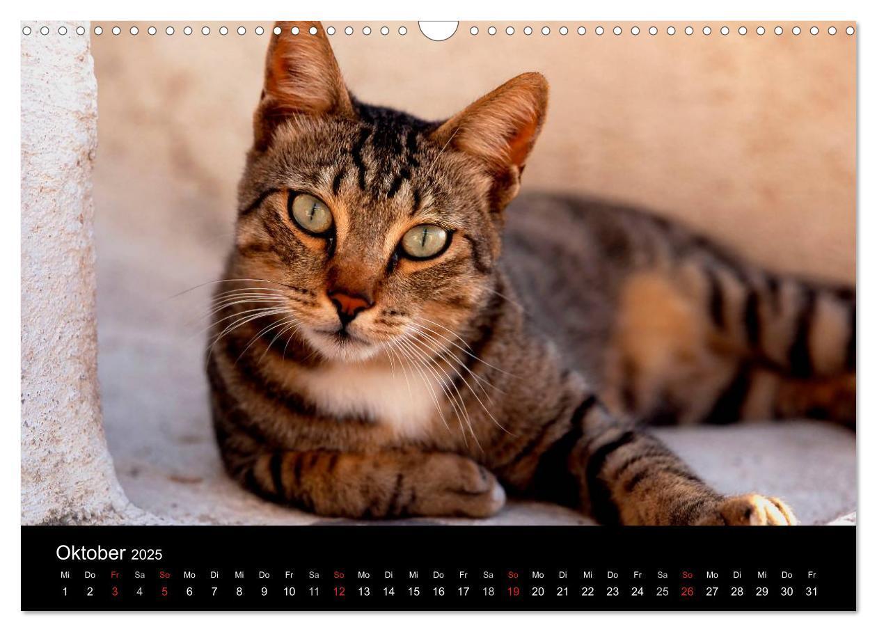 Bild: 9783435821259 | Katzen (Wandkalender 2025 DIN A3 quer), CALVENDO Monatskalender | 2025