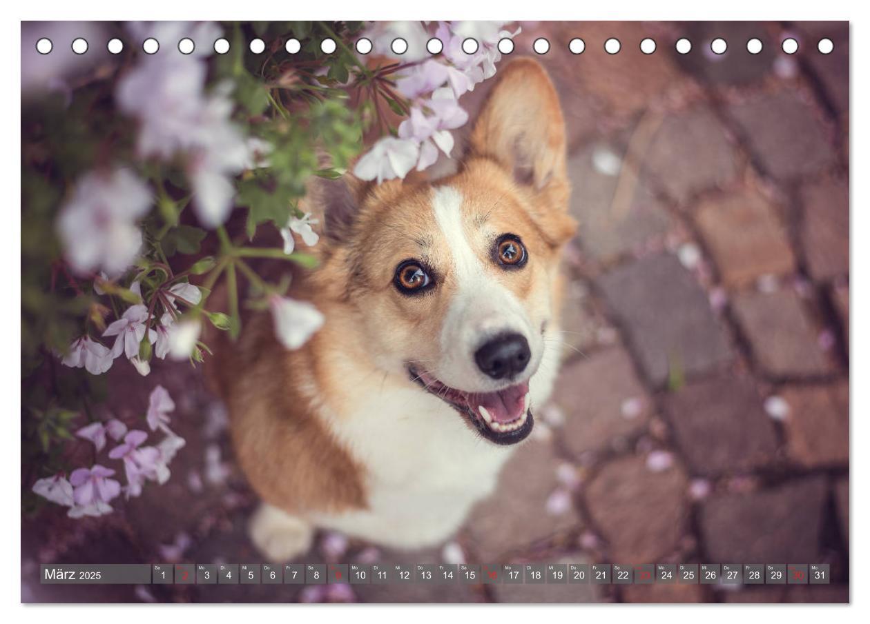 Bild: 9783435117925 | Welsh Corgi - Der Kobold unter den Hunden (Tischkalender 2025 DIN...