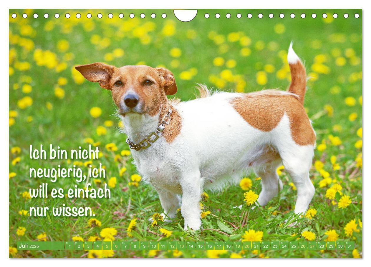 Bild: 9783457199763 | Jack Russell Terrier: flink und verspielt (Wandkalender 2025 DIN A4...